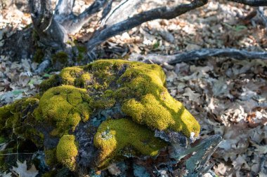 Sarı Yosun Ormanda bir kayayı kaplıyor