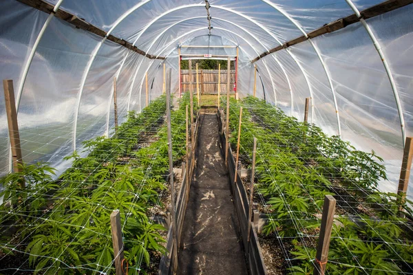 Cannabisplanten Groeien Een Groen Huis — Stockfoto