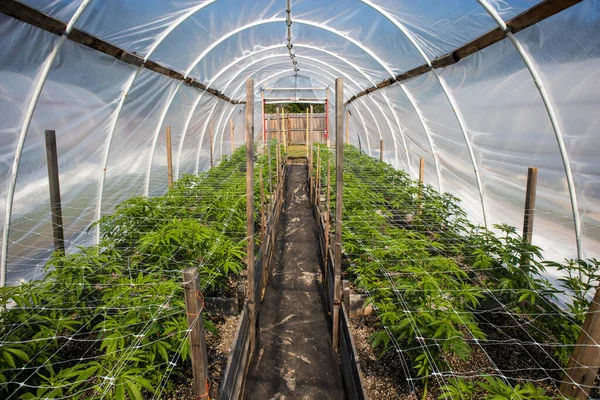 Plantas Cannabis Creciendo Una Casa Verde — Foto de Stock