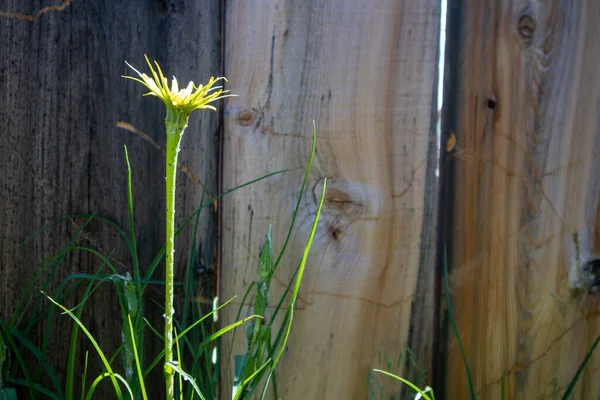 Fiore Salsify Giallo Che Fiorisce Nelle Montagne Della California — Foto Stock