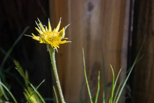 Fiore Salsify Giallo Che Fiorisce Nelle Montagne Della California — Foto Stock