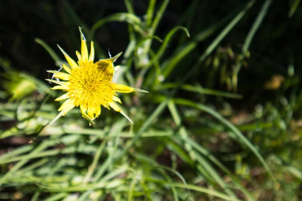 カリフォルニアの山に咲く黄色いサルファイドの花 — ストック写真