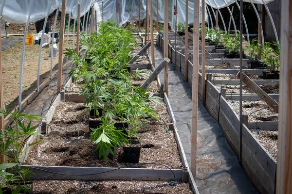 Primer Plano Cultivo Marihuana Invernadero — Foto de Stock