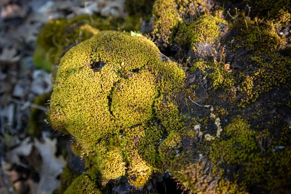 Sarı Yosun Ormanda Bir Kayayı Kaplıyor — Stok fotoğraf