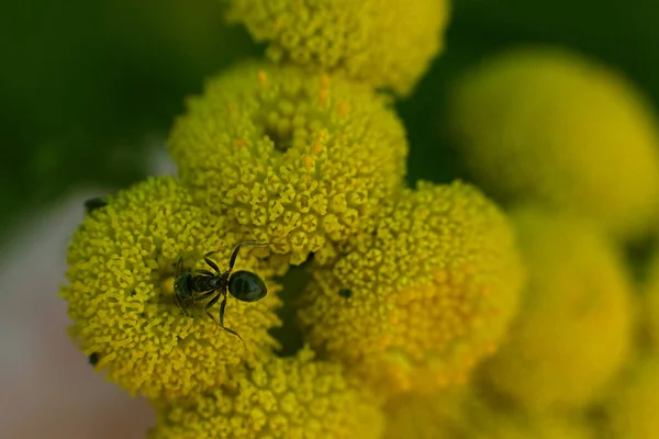 Hormiga Sobre Una Flor Amarilla — Foto de Stock