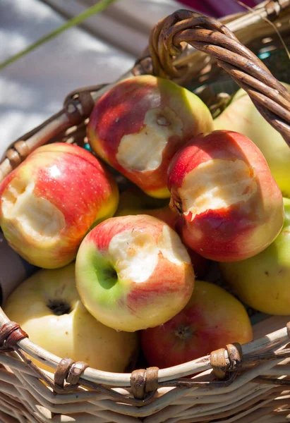 bitten apples in a wicker basket on a summer day in a clearing