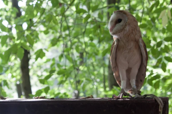 Small Owl Big Eyes Looking Away — Stock Photo, Image