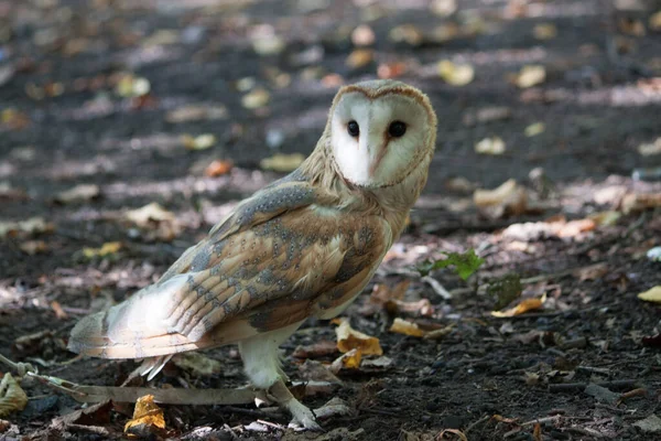 Small Owl Big Eyes Looking Away — Stock Photo, Image