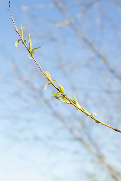 Giovani Foglie Albero Giorno Sole — Foto Stock