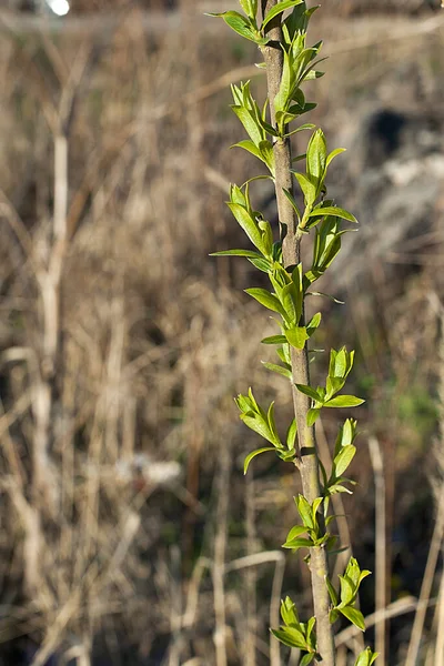 Giovani Foglie Albero Giorno Sole — Foto Stock