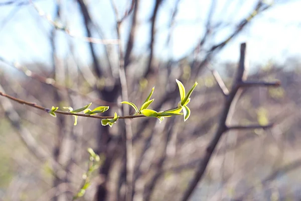 A thin branch of a tree with young green leaves — Stock Photo, Image