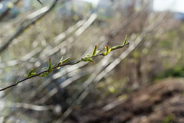 Fiatal zöld levelek egy vékony faágon — Stock Fotó