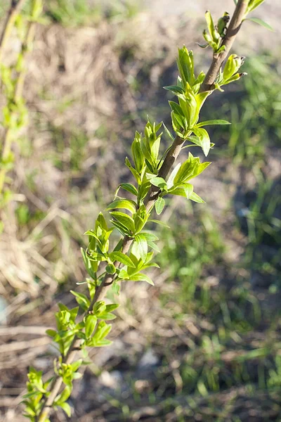 En tunn gren av ett träd med unga gröna blad — Stockfoto