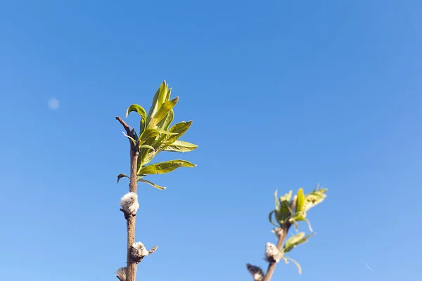 Νεαρά πράσινα φύλλα σε ένα λεπτό κλαδί δέντρου — Φωτογραφία Αρχείου