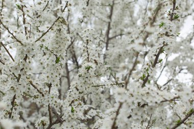 Bahar çiçekli elma ağacı