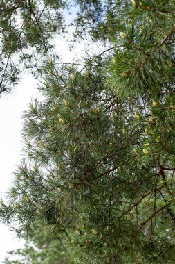 Çam kozalaklı ve kar taneli Firavun Şubesi - Yılbaşı Tatili Arkaplanı