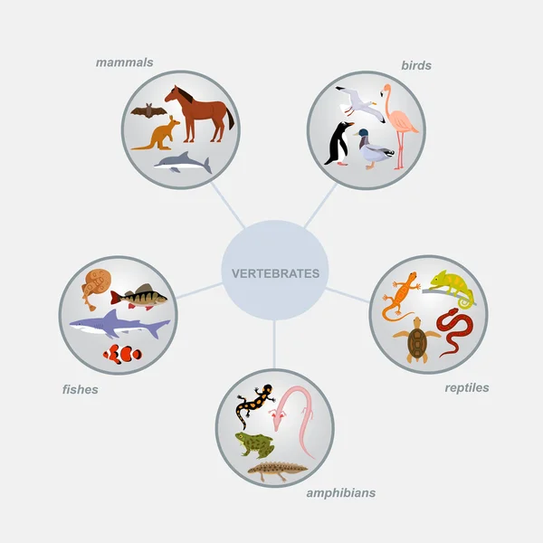 Infografica sulla classificazione dei vertebrati — Vettoriale Stock