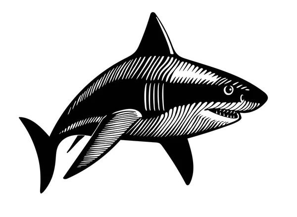 Yüzme köpekbalığı, mürekkep çizim