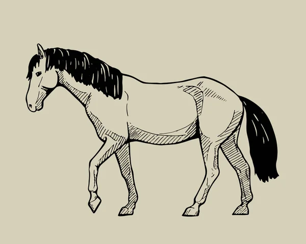 Cavallo a piedi, illustrazione disegnata a mano — Vettoriale Stock