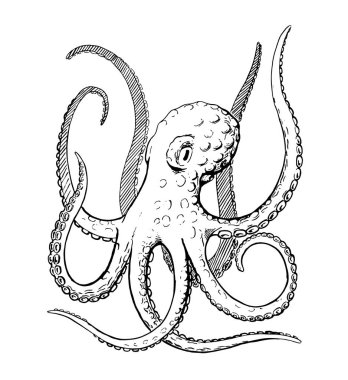 Ahtapot, mürekkep el çekilmiş vintage vektör