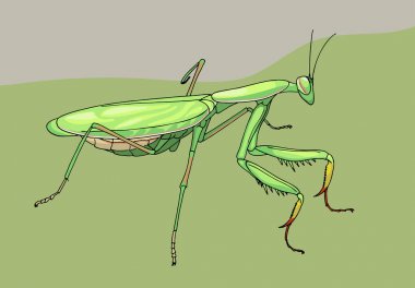 dua eden peygamber devesi, elle çizilmiş illüstrasyon