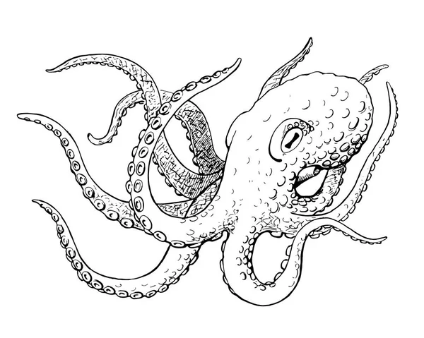 Ahtapot, mürekkep el çekilmiş vintage vektör