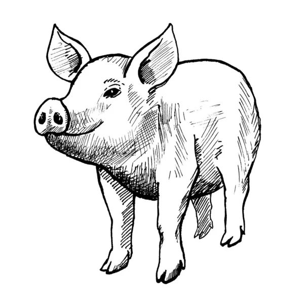 Porco, tinta preta vintage mão desenhada ilustração — Fotografia de Stock