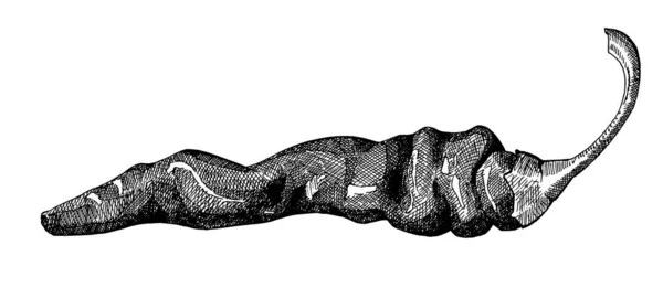 Гарячий перець, вінтажне чорне чорнило ручна намальована ілюстрація — стокове фото