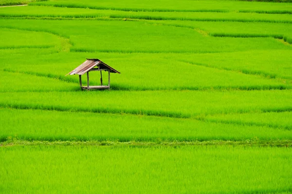 Green Terraced Rice Field Thailand — Stock Photo, Image