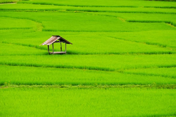 Πράσινο Χωράφι Ρύζι Στην Ταϊλάνδη — Φωτογραφία Αρχείου