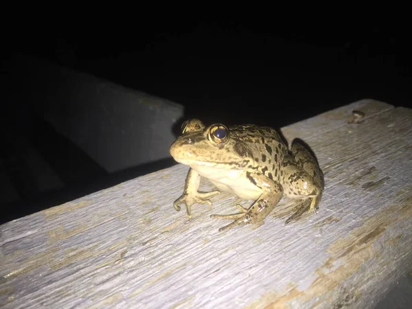 Sapo Noite Anfíbios Madeira Animal Natureza — Fotografia de Stock