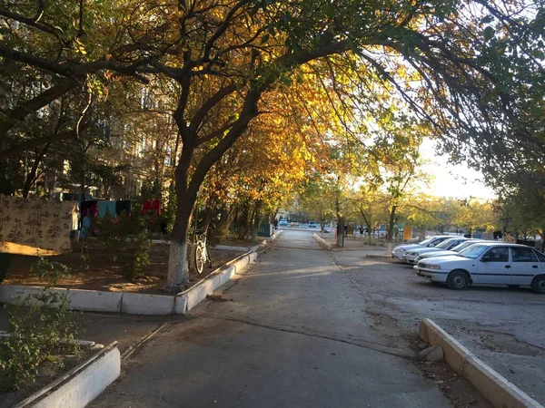 Günbatımı Caddesinde Yürür Yol Ağaçları Sonbahar Arabaları Sarı Yapraklar Şehir — Stok fotoğraf