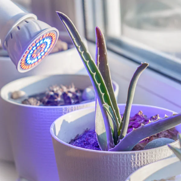 Beyaz bir çakıl taşının içinde, ultraviyole bir LED lambanın altında pencere eşiğinde aloe yetiştirmek. Konforlu ev dekorasyonu.