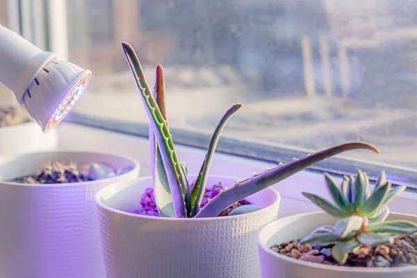 Beyaz bir çakıl taşının içinde, ultraviyole bir LED lambanın altında pencere eşiğinde aloe yetiştirmek. Konforlu ev dekorasyonu.