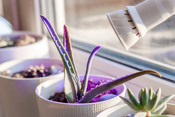 Beyaz bir çakıl taşının içinde, ultraviyole bir LED lambanın altında pencere eşiğinde aloe yetiştirmek. Konforlu ev dekorasyonu.
