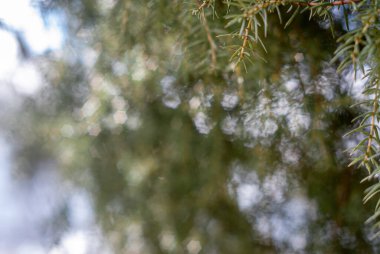 Böğürtlenli ardıç dalı. Yeşil ve beyaz bokeh ile kozalaklı arkaplan