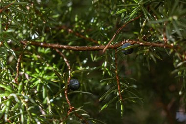 Böğürtlenli ardıç dalı. Yeşil ve beyaz bokeh ile kozalaklı arkaplan