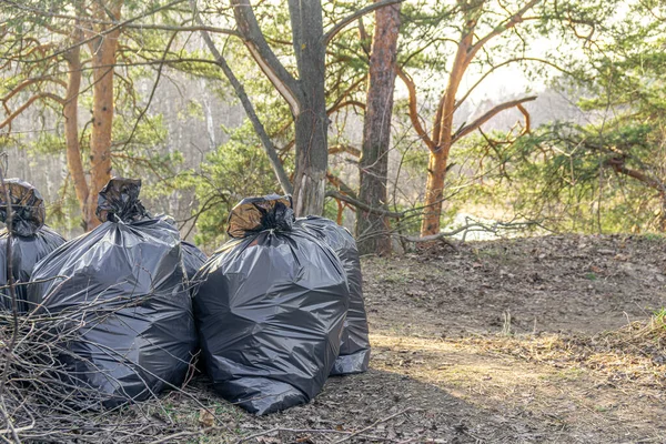 Black garbage bags on the nature among sunny pines. Cleaning and environmental care and nature conservation.