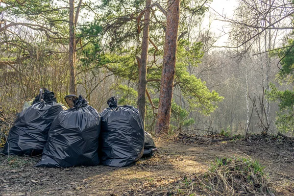 Black garbage bags on the nature among sunny pines. Cleaning and environmental care and nature conservation.