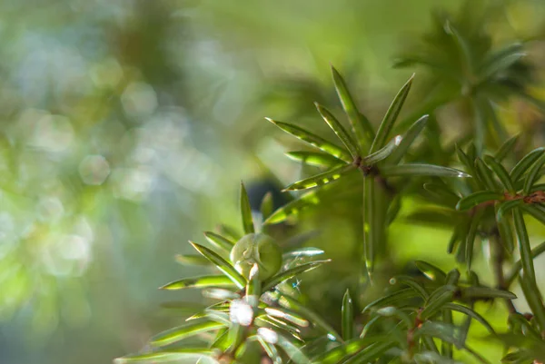 Mavi böğürtlenli ardıç dalı, güneş tarafından aydınlatılmış. Yeşil ve beyaz bokeh ile kozalaklı arkaplan