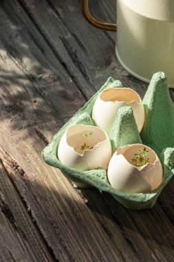 Eski ahşap bir masanın arka planında yumurta kabuğundaki ilk su teresi..