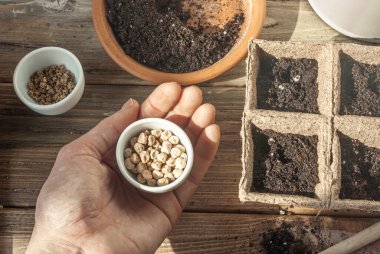 Ahşap bir masada toprak dolu turba tencerelerinin arka planında bir avuç içindeki bezelye tohumları. Bahar ekimi, bahçeyi pencere eşiğine ekeriz..