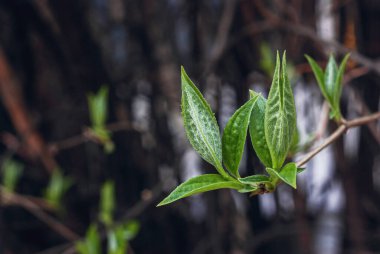 Genç bahar yasemin yaprakları bulanık koyu kahverengi bokeh arka planında. Makro fotoğrafçılık, yumuşak odak
