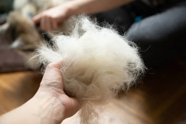 Deri değiştirme sırasında kabuğu taradıktan sonra elde bir top köpek tüyü. Hayvan bakımı.
