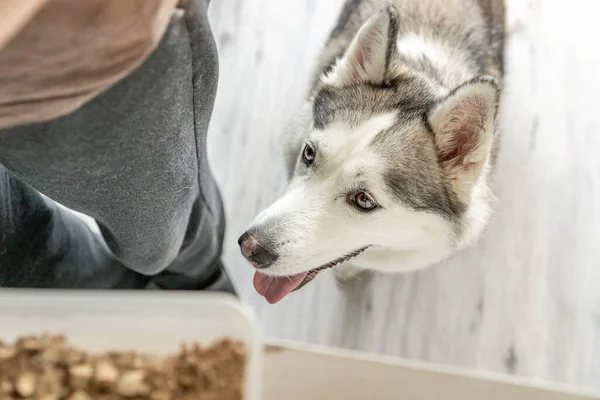 Husky köpeği masada duran bir kase yiyeceğe bakar..
