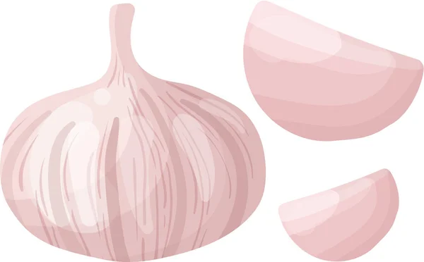 Vector Knoblauch auf weißem Hintergrund. Vektorillustration. — Stockvektor