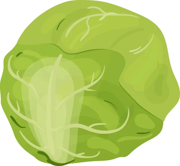 Col verde vegetal aislado. repollo para el mercado agrícola, diseño de recetas de ensalada vegetariana. Ilustración vectorial . — Archivo Imágenes Vectoriales