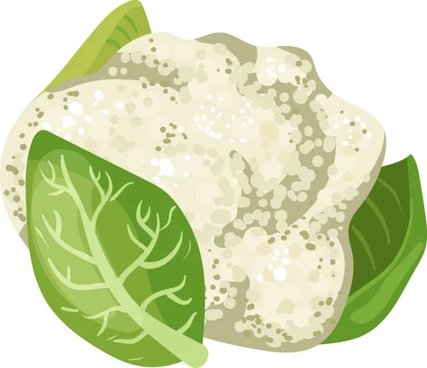Weißes Blumenkohl-Gemüse. Blumenkohl isoliert auf weißem Hintergrund. Bio-Lebensmittel. Vektorillustration im flachen Stil. — Stockvektor
