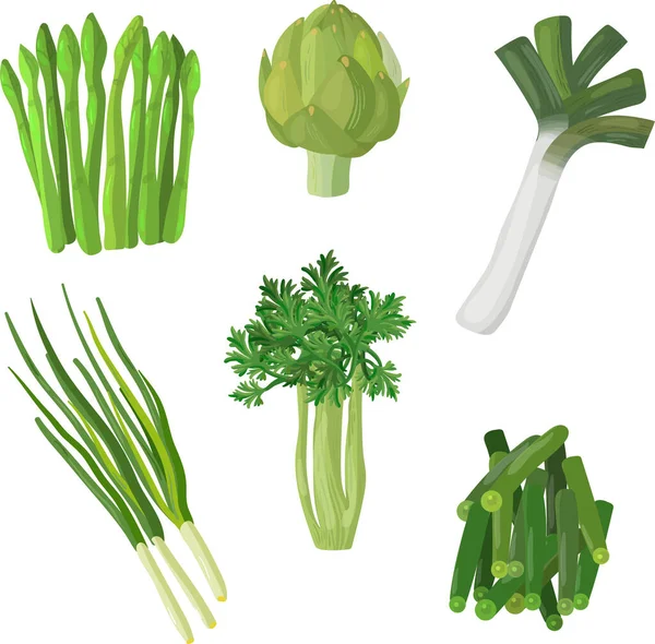 Ensemble de légumes verts et herbes, nourriture végétarienne biologique, illustration vectorielle isolée sur fond blanc . — Image vectorielle