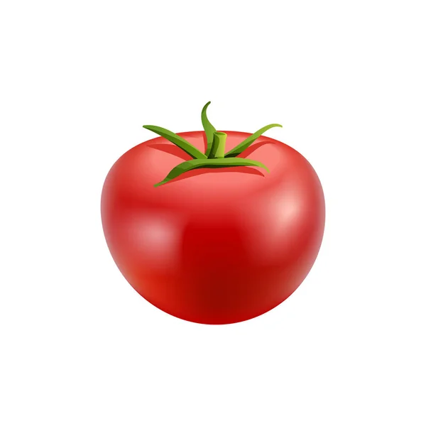 Red tomato on white background. Stock Illustration. — Stock Vector